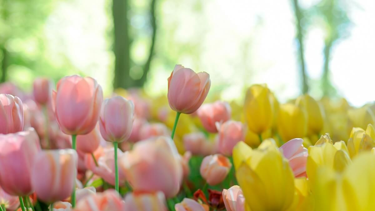Pink and yellow tulips on a sunny spring day